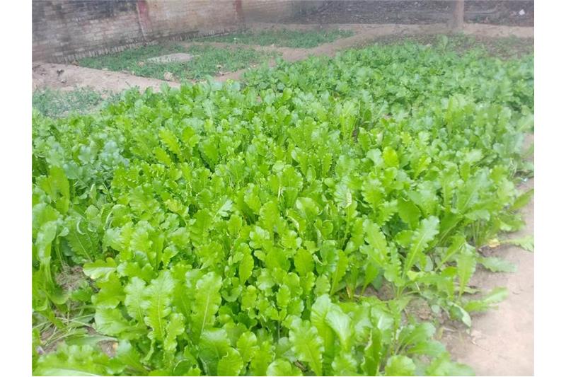Our vegetable garden at Cheshire Home Lucknow 5 Jan 2020