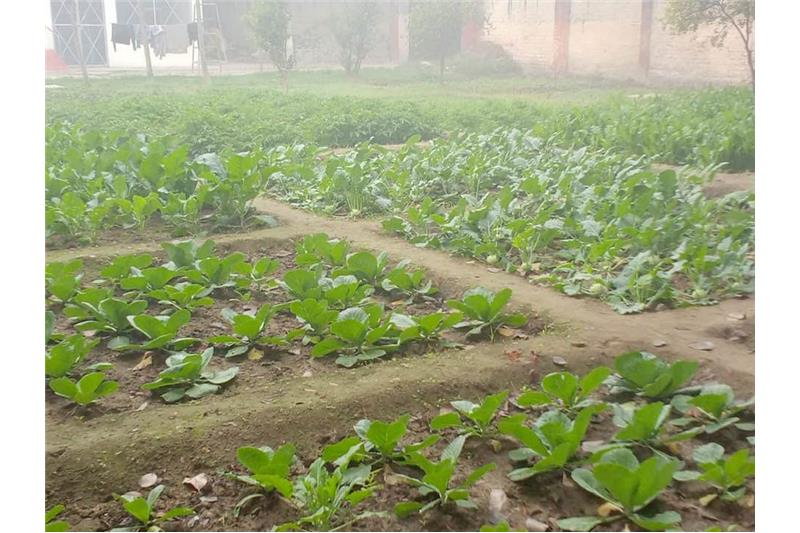 Our vegetable garden at Cheshire Home Lucknow 5 Jan 2020