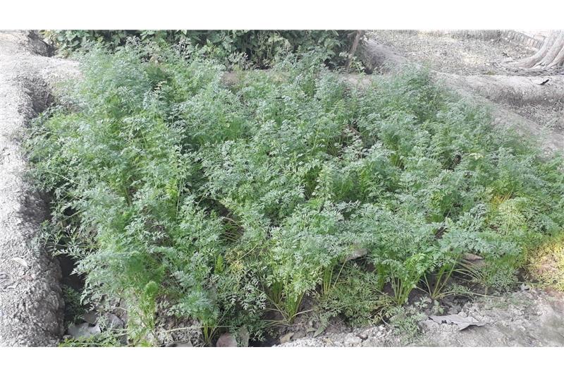 Garden produce at Cheshire home