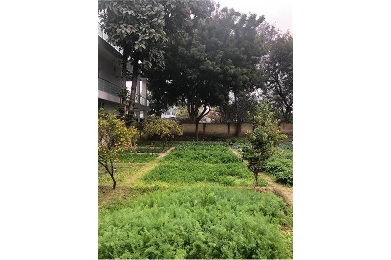 Cheshire Home Lucknow Kitchen garden 11 Jan 2020