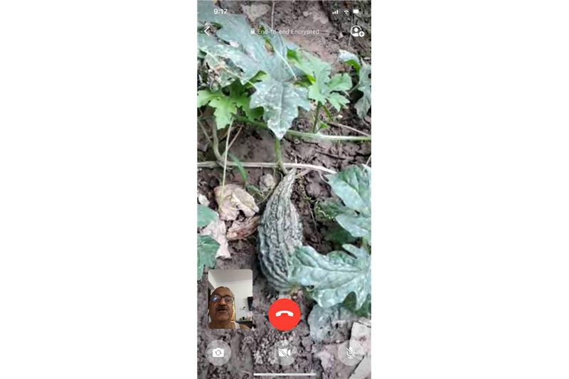 Summer Vegetables at Cheshire