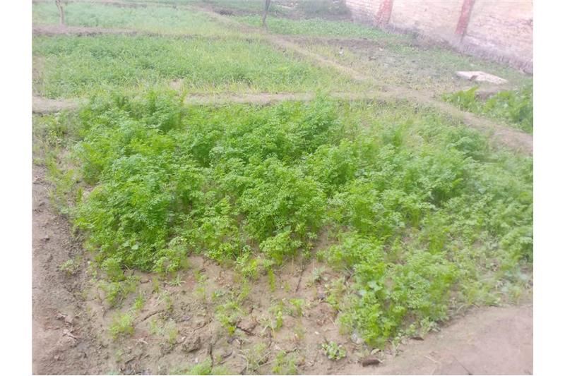 Our vegetable garden at Cheshire Home Lucknow 5 Jan 2020