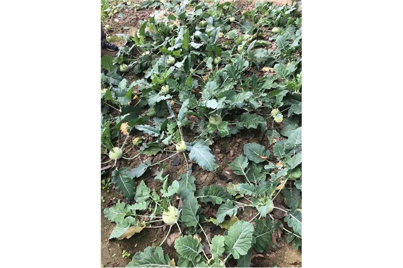 Cheshire Home Lucknow Kitchen garden 11 Jan 2020