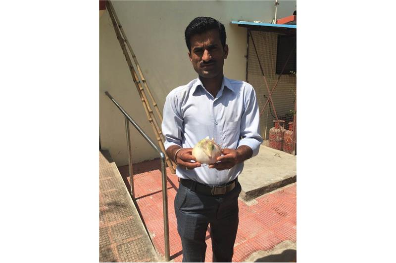 Our first harvest of onions from one kyari at Cheshire Home Lucknow