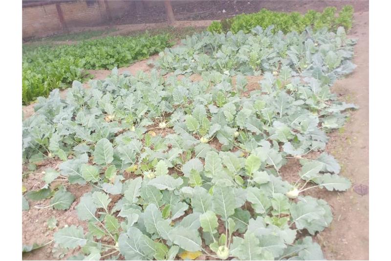 Our vegetable garden at Cheshire Home Lucknow 5 Jan 2020