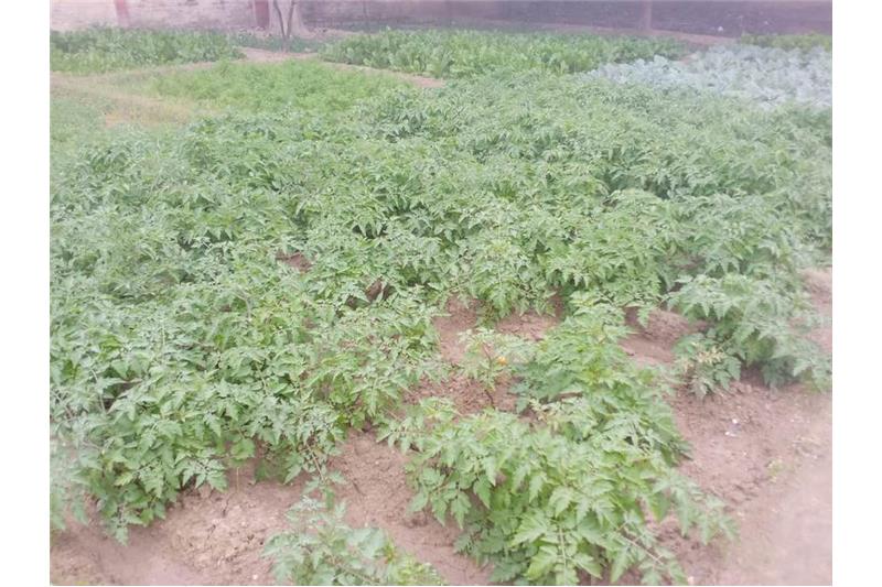 Our vegetable garden at Cheshire Home Lucknow 5 Jan 2020