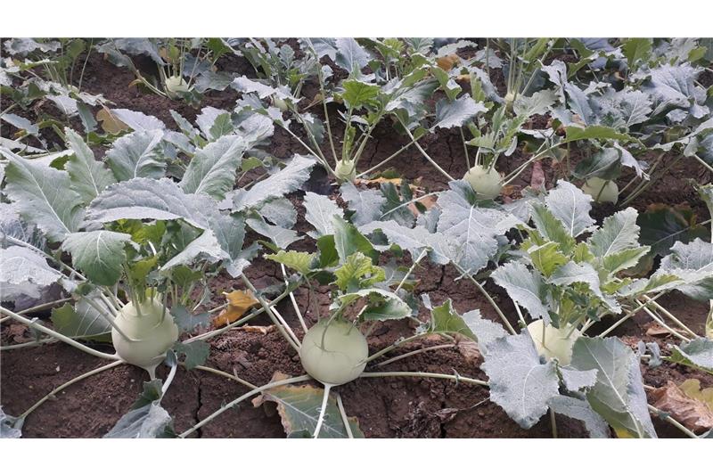 Garden produce at Cheshire home