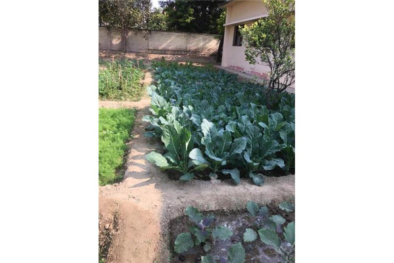 Cheshire Home Kitchen Garden.