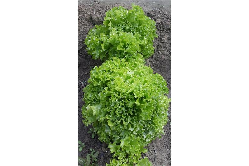 Garden produce at Cheshire home