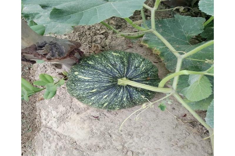 Organic vegetable are being produced in kitchen garden of Cheshire Home.
