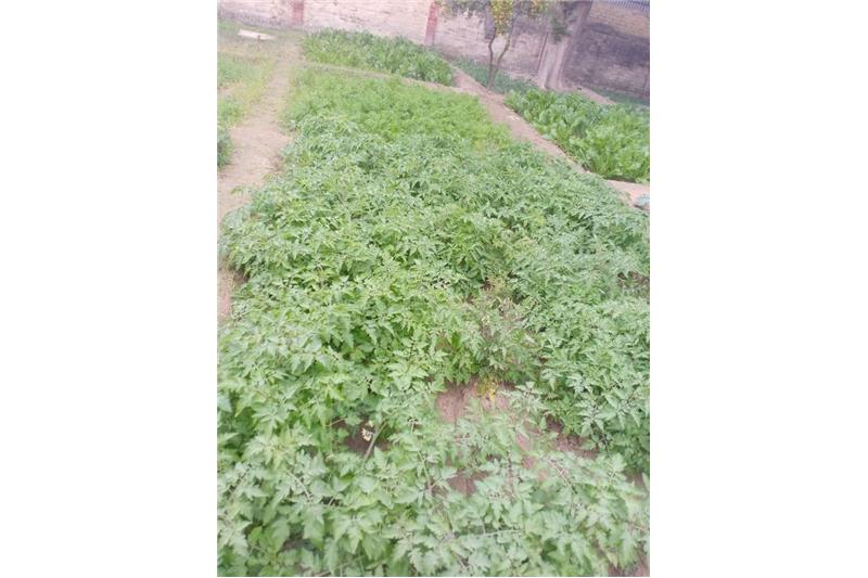 Our vegetable garden at Cheshire Home Lucknow 5 Jan 2020
