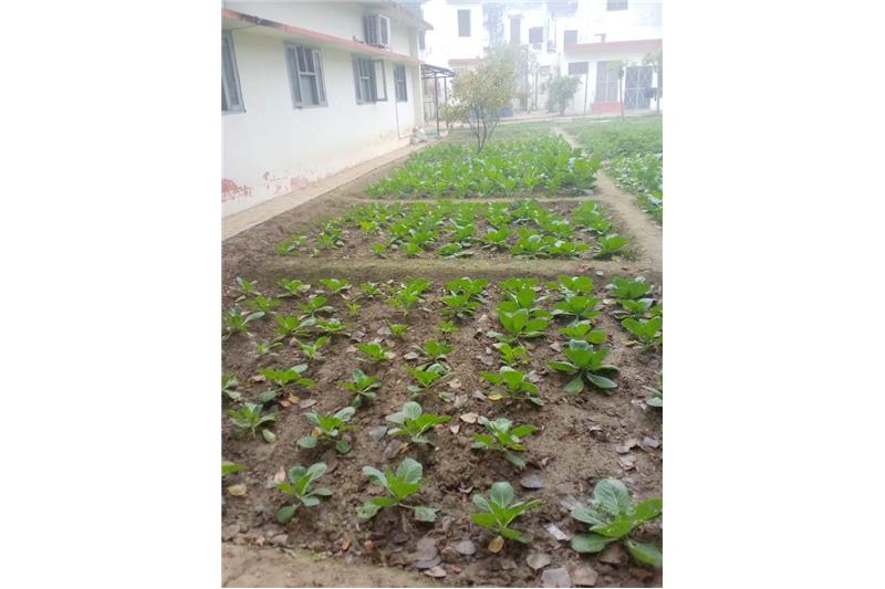 Our vegetable garden at Cheshire Home Lucknow 5 Jan 2020