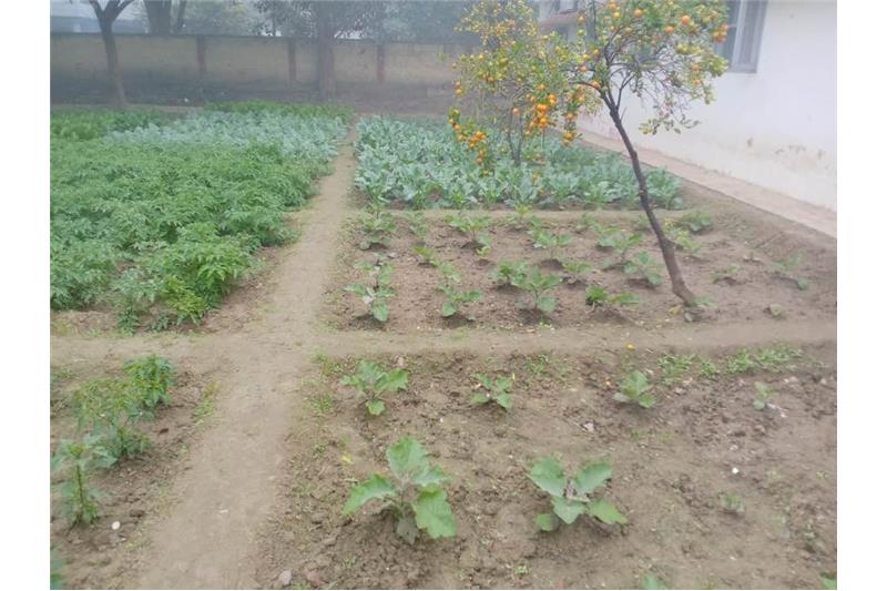 Our vegetable garden at Cheshire Home Lucknow 5 Jan 2020