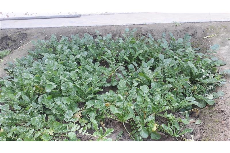 Garden produce at Cheshire home