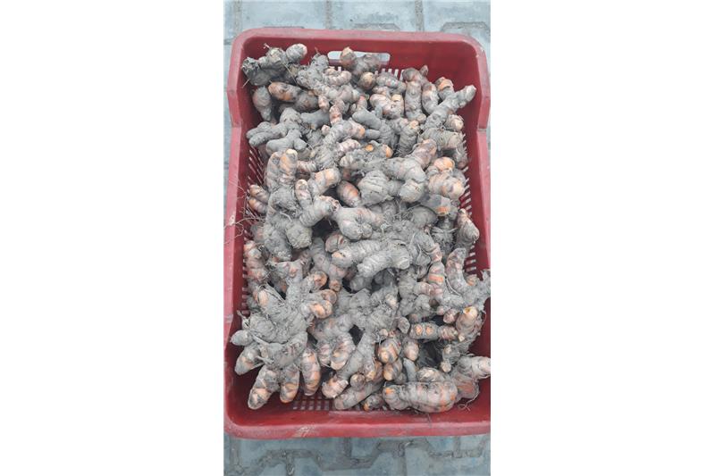 Garden produce:- Organic Haldi