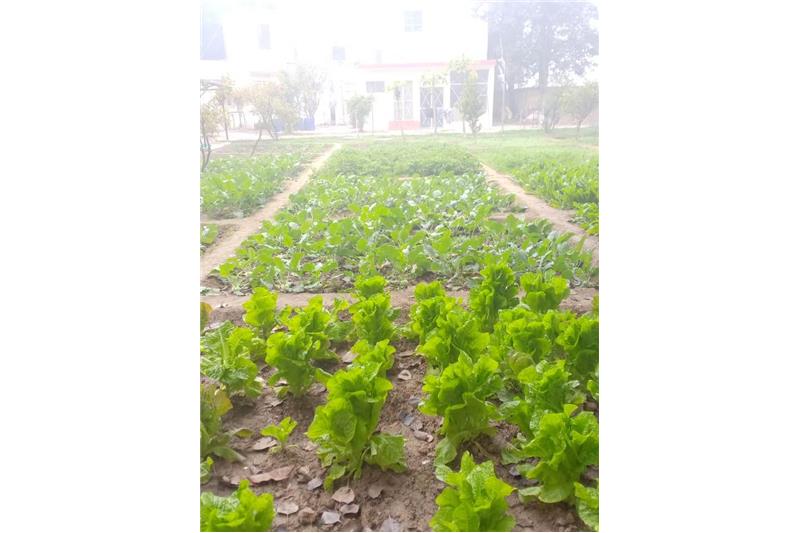 Our vegetable garden at Cheshire Home Lucknow 5 Jan 2020