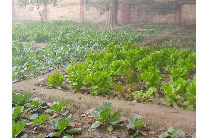 Our vegetable garden at Cheshire Home Lucknow 5 Jan 2020