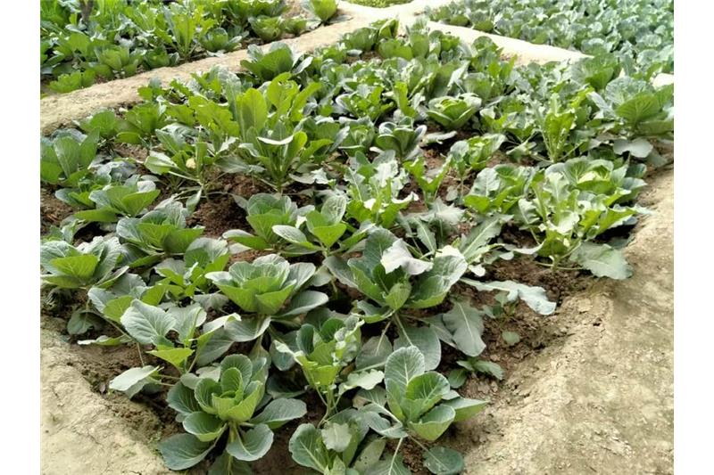 Admiring Cheshire Home Lucknow Kitchen Garden