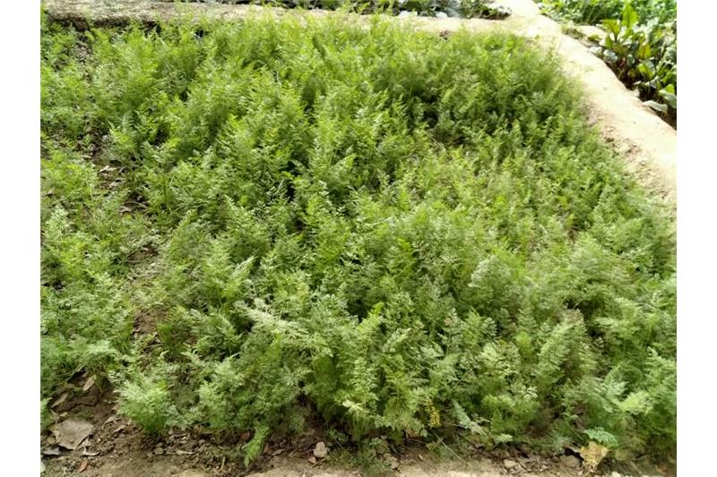 Admiring Cheshire Home Lucknow Kitchen Garden