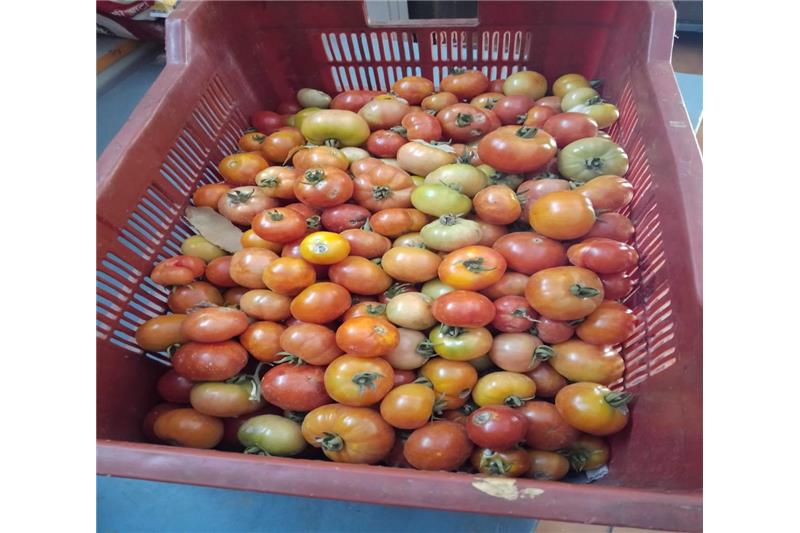 Organic vegetable are being produced in kitchen garden of Cheshire Home.