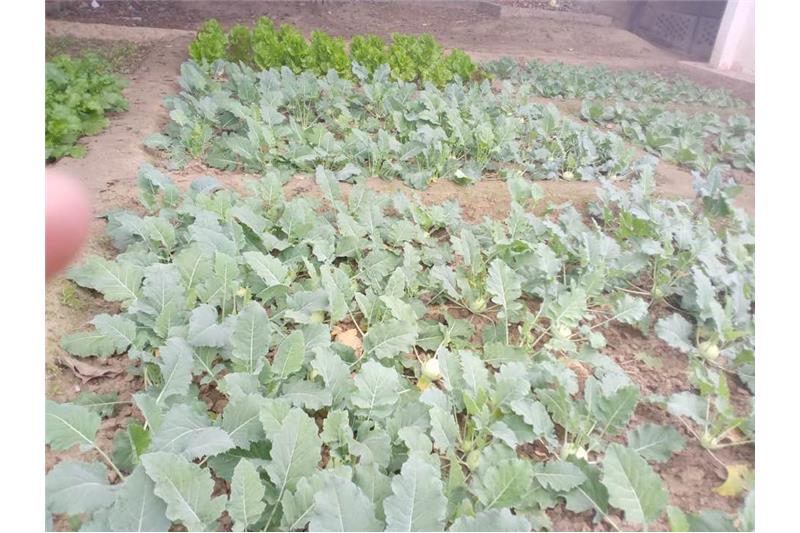 Our vegetable garden at Cheshire Home Lucknow 5 Jan 2020