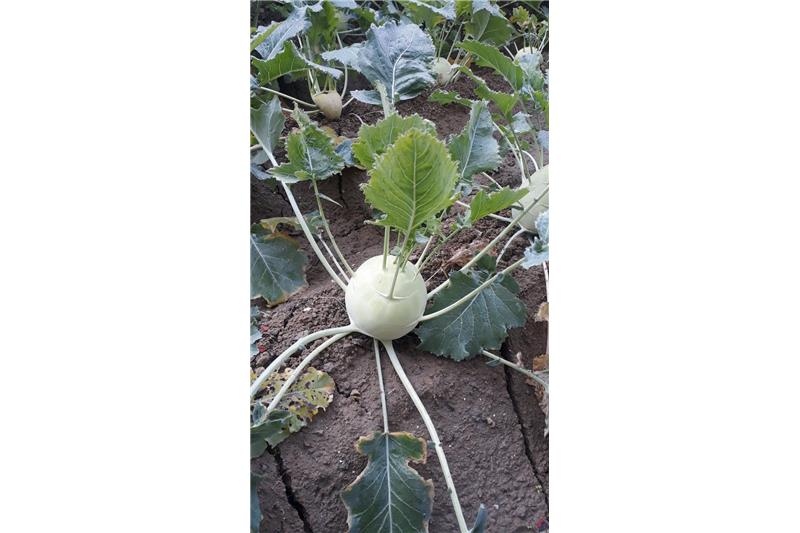 Garden produce at Cheshire home