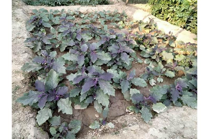 Admiring Cheshire Home Lucknow Kitchen Garden